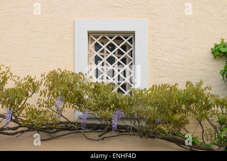 La fenêtre Réseau entouré par une glycine en fleurs sur un mur de plâtre peint en beige Banque D'Images