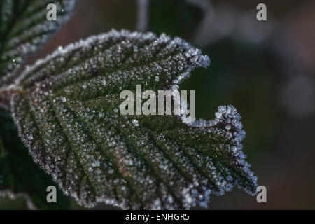 Frost / cristaux de glace sur bramble feuille. Banque D'Images