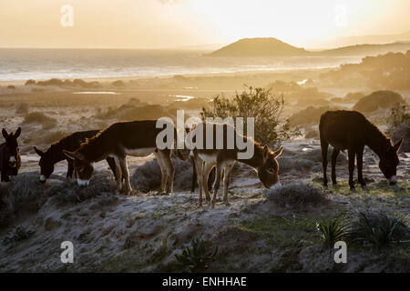 Les ânes sauvages au Golden Beach, péninsule Karpaz, Chypre du Nord Banque D'Images