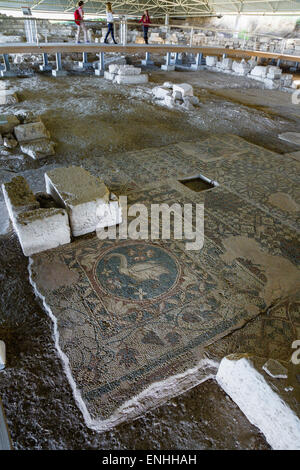 Mosaïque romaine Swan dans le reste de la Basilique de St Auxibius Soli, ruines, Chypre du Nord Banque D'Images