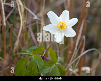 Anémone des bois (Anemone nemorosa), Printemps, Irlande Banque D'Images