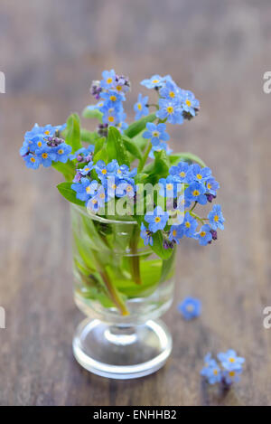 Forget-me-not [Myosotis sylvatica] dans un vase Banque D'Images