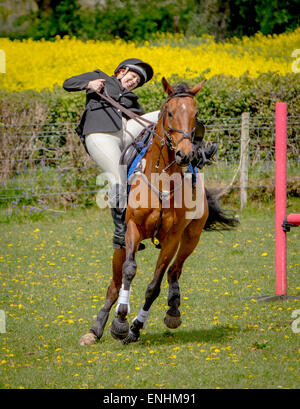 Karen Newey équitation son cheval 'Cricket' prend une chute après être sorti à Alvechurch Riding Club Horse Show Banque D'Images