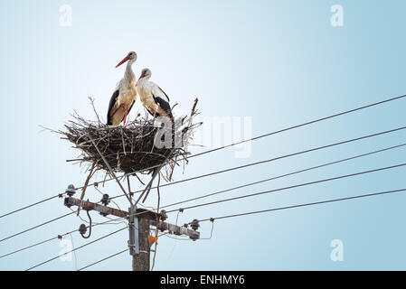 Couple de Cigognes blanches dans le nid sur poteau électrique, lieu commun pour ce la nidification des oiseaux. Banque D'Images