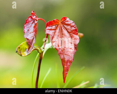 Un semis de l'arbre de l'érable de Norvège (Acer platanoides crimson king) Mai,l'Irlande Banque D'Images