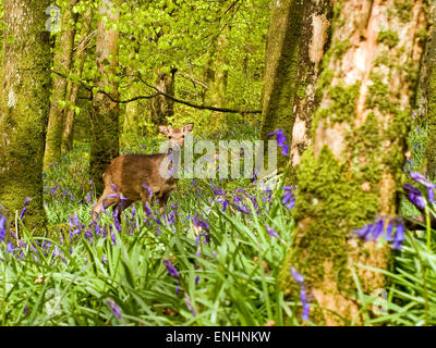 Le cerf sika (Cervus nippon) ou hybride dans bluebells in forest,mai,l'Irlande Banque D'Images