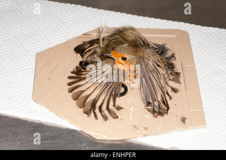 Robin européenne collé sur papier Banque D'Images