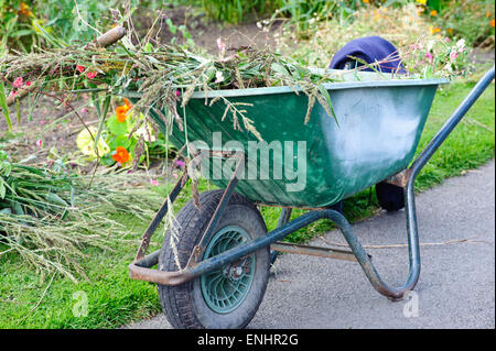 Une brouette pleine de gazon dans le jardin. Banque D'Images