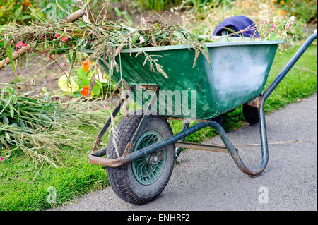 Une brouette pleine d'herbe dans le jardin. Banque D'Images