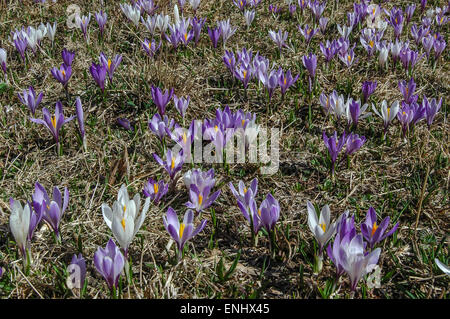 Meadows près de Innervillgraten Unterstaller Almboden, sont couvertes de lilas et blanc crocus dès que la neige disparaît. Banque D'Images