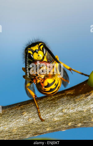 Guêpe vespula germanica, allemand Banque D'Images