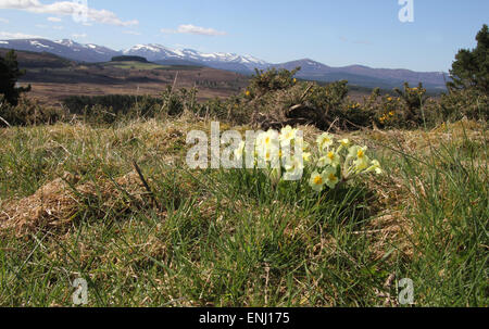 Primroses dans paysage écossais Banque D'Images