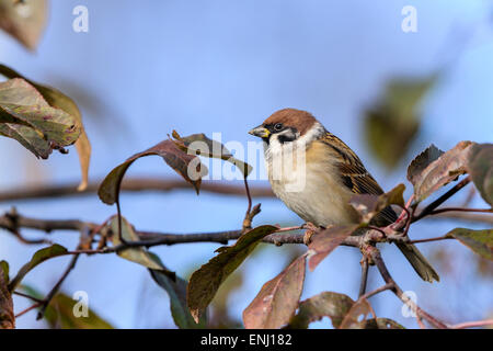 Bruant hudsonien, Passer montanus Banque D'Images