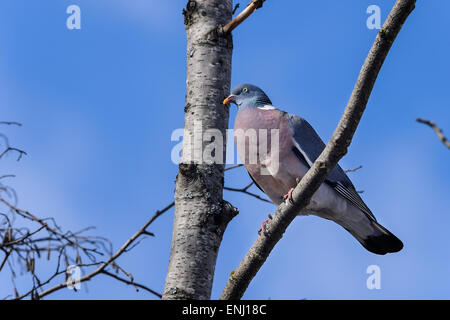 Columba palumbus pigeon ramier commune, Banque D'Images