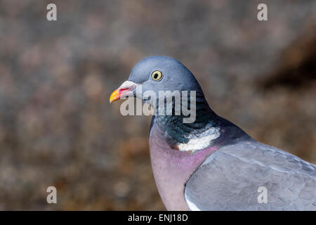 Columba palumbus pigeon ramier commune, Banque D'Images