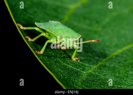 Green Shield bug, palomena prasina Banque D'Images