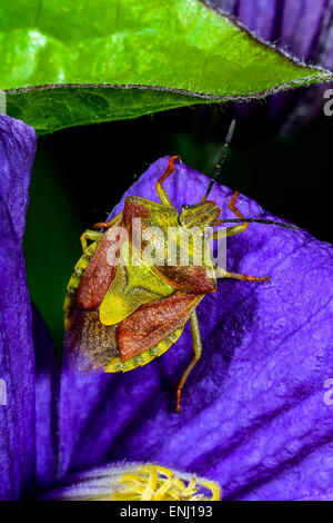 Carpocoris purpureipennis, Espoo Banque D'Images