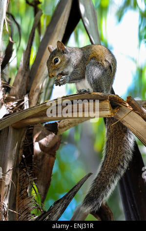 L'écureuil gris Sciurus carolinensis, Banque D'Images