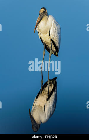 Wood stork Mycteria americana, Banque D'Images