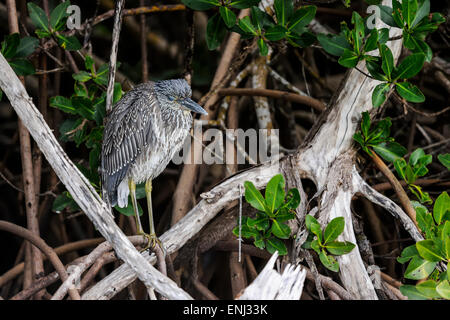 Bihoreau gris Nycticorax nycticorax Banque D'Images