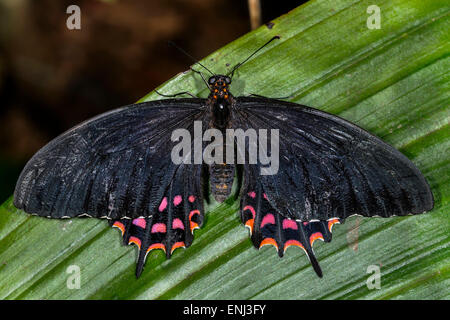 Erostratus papilio machaon, erostratus erostratus Banque D'Images