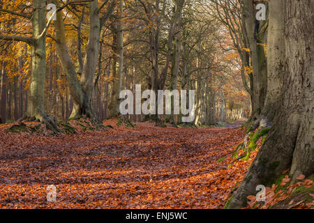 Couleurs d'automne au sein de l'avenue de l'ancienne hêtres attraper le soleil du matin, Harlestone Firs sur le bord de Northampton, Angleterre Banque D'Images