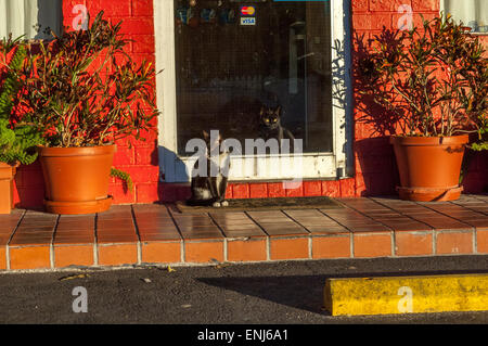 Une paire de chats. Key West. Florida Keys. USA Banque D'Images