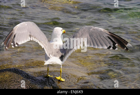 Seagull ailes propagation sur un rocher au bord de la mer Banque D'Images