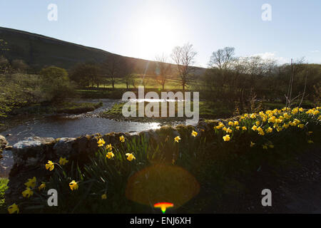 Village de Kettlewell, Yorkshire, Angleterre. La silhouette pittoresque vue de printemps de jonquilles en pleine floraison dans la région de Kettlewell, Banque D'Images