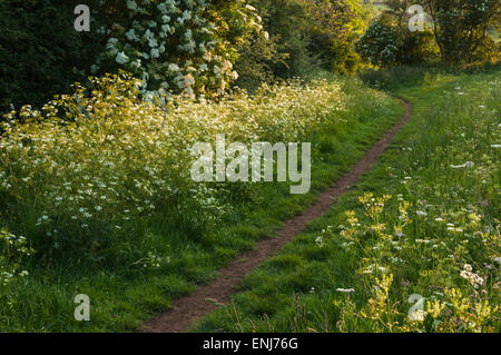 Cow parsley et une haie de la floraison à la fin de l'aîné de la lumière du soir, à côté d'un chemin étroit dans le Northamptonshire, Angleterre Banque D'Images