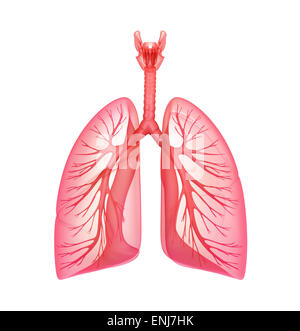 Poumons - système pulmonaire. Vue avant, isolated on white Banque D'Images