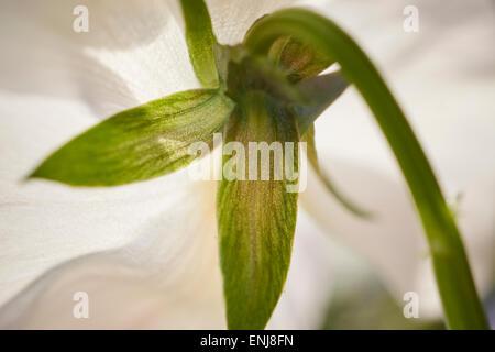 Vue arrière d'une jonquille blanche en fleurs Banque D'Images