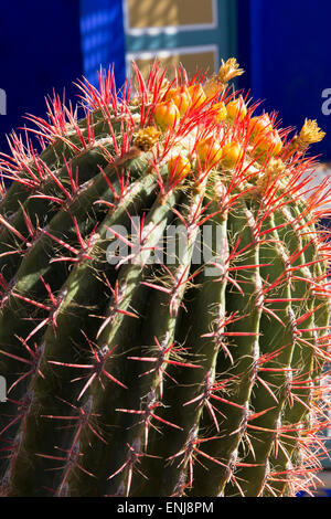 Ferocactus pilosus cactus fleuris dans un jardin cactus Maroc Marrakech jardin Majorelle jardin Yves Saint Laurent Banque D'Images