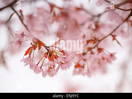 Close-up de cerisiers en fleurs au printemps Banque D'Images