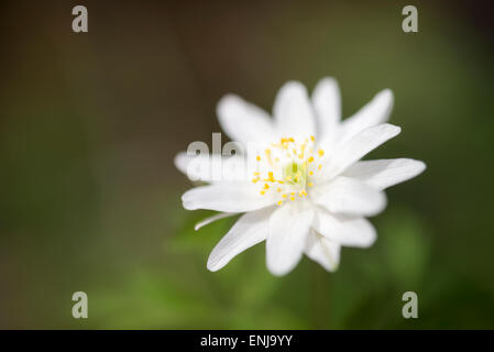 Close up of a double white Anemone Nemerosa avec un fond musical. Banque D'Images