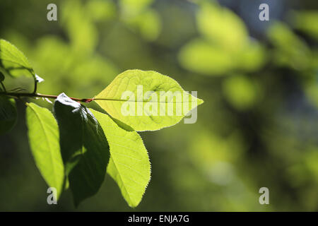 Les jeunes feuilles vert Banque D'Images