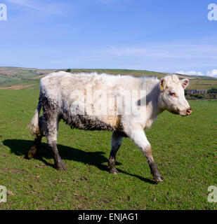 Vache charolaise marchant dans un champ, parc national de Peak District, Staffordshire, England, UK Banque D'Images