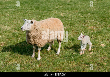 Les jeunes de l'agneau de printemps et de la mère dans grass field Banque D'Images