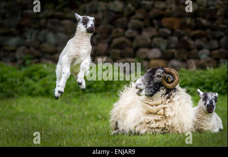 Animaux de ferme : photo humoristique de Mignon d'agneau bondissant symbolisant le printemps, Yorkshire, UK Banque D'Images