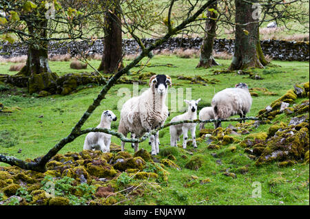 Épines près de Ribblehead, North Yorkshire, UK. 6 mai, 2015. Moutons et agneaux de printemps à épines, près de Ribblehead, North Yorkshire, UK. Banque D'Images