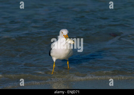 Moindre Goéland marin Larus fuscus avec poisson mort Gulf Coast Florida USA Banque D'Images