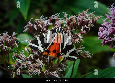 Cette Jersye Tiger (Ours russe ou espagnol drapeau comme il est appelé en allemand) a été photographié à Rettenbach Valley près de Keswick, Banque D'Images