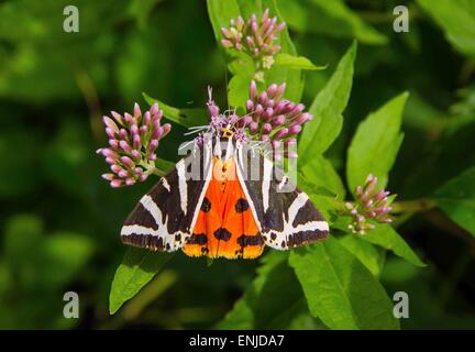 Cette Jersye Tiger (Ours russe ou espagnol drapeau comme il est appelé en allemand) a été photographié à Rettenbach Valley près de Keswick, Banque D'Images