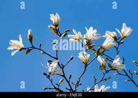 Fleur de magnolia blanc contre le ciel, close-up Banque D'Images