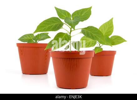 Piment en pot jeune plant growing over white background Banque D'Images