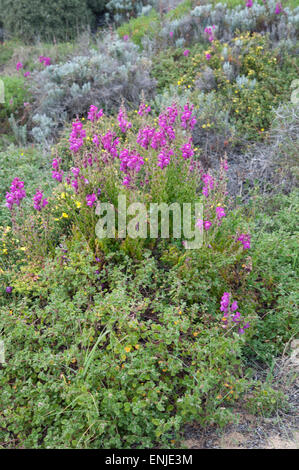 Antirrhinum majus subsp. cirrhigerum, grandissant dans les dunes de sable près de Aljezur, Portugal. Mars. Banque D'Images