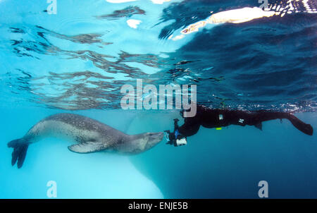 Diver se retrouve face à face avec un Leopard seal (Hydrurga leptonyx), l'Astrolabe, l'île de l'Antarctique. Image montre la pleine échelle de th Banque D'Images