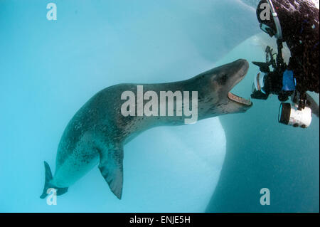 Diver se retrouve face à face avec un Leopard seal (Hydrurga leptonyx), l'Astrolabe, l'île de l'Antarctique. Image montre la pleine échelle de th Banque D'Images