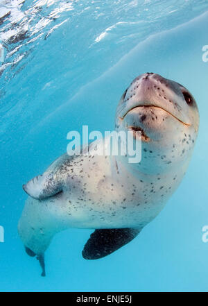 Vue du visage d'un Phoque léopard (Hydrurga leptonyx) lors d'une rencontre proche, l'île de l'Astrolabe, l'Antarctique, joint a un grande cicatrice Banque D'Images