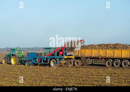 La récolte de panais, Sutton Heath, Suffolk, UK. Banque D'Images